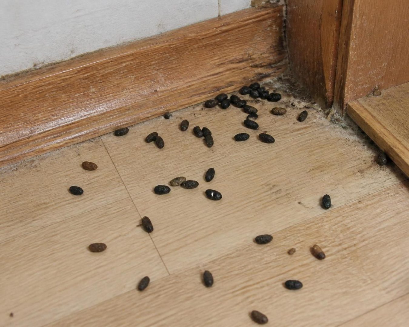 découvrez les 7 signes révélateurs qui indiquent la présence de rats chez vous et apprenez comment les détecter rapidement pour protéger votre maison.