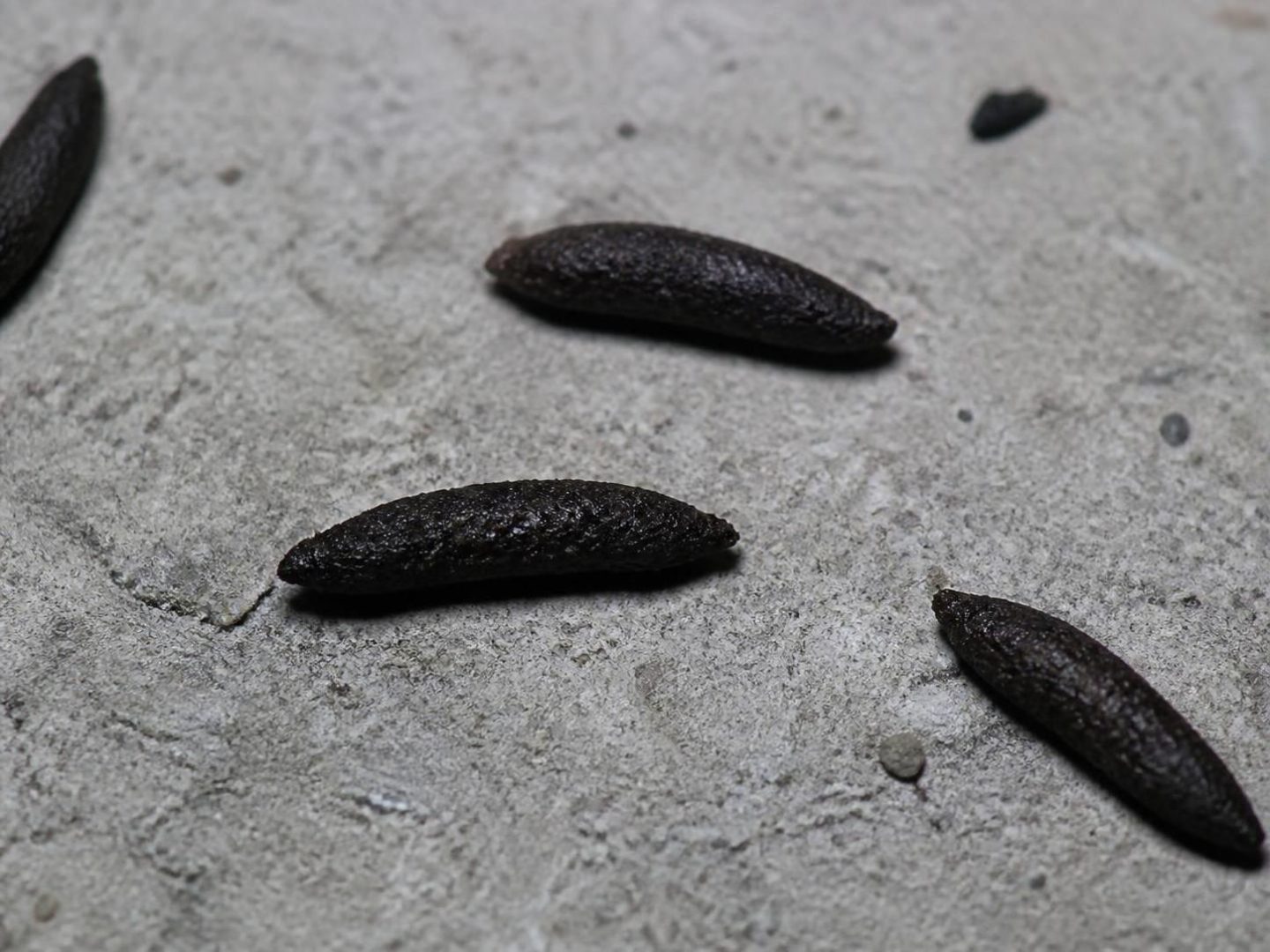 apprenez à identifier les crottes de rat selon l'espèce et à évaluer le niveau d'infestation pour mieux protéger votre habitat.