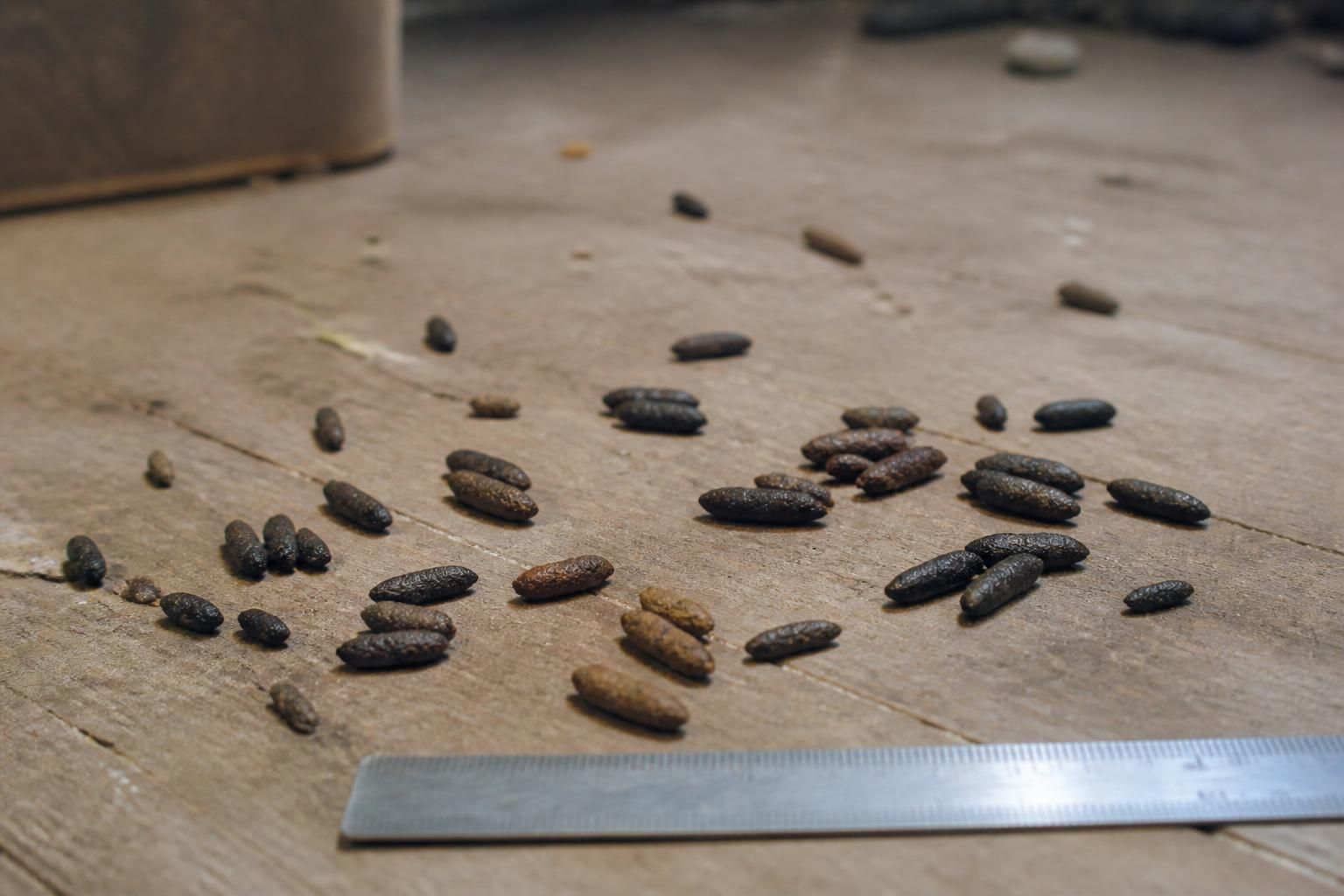 apprenez à identifier les crottes de rat et à évaluer l'ampleur de l'infestation pour mieux protéger votre maison et agir efficacement contre ces nuisibles.