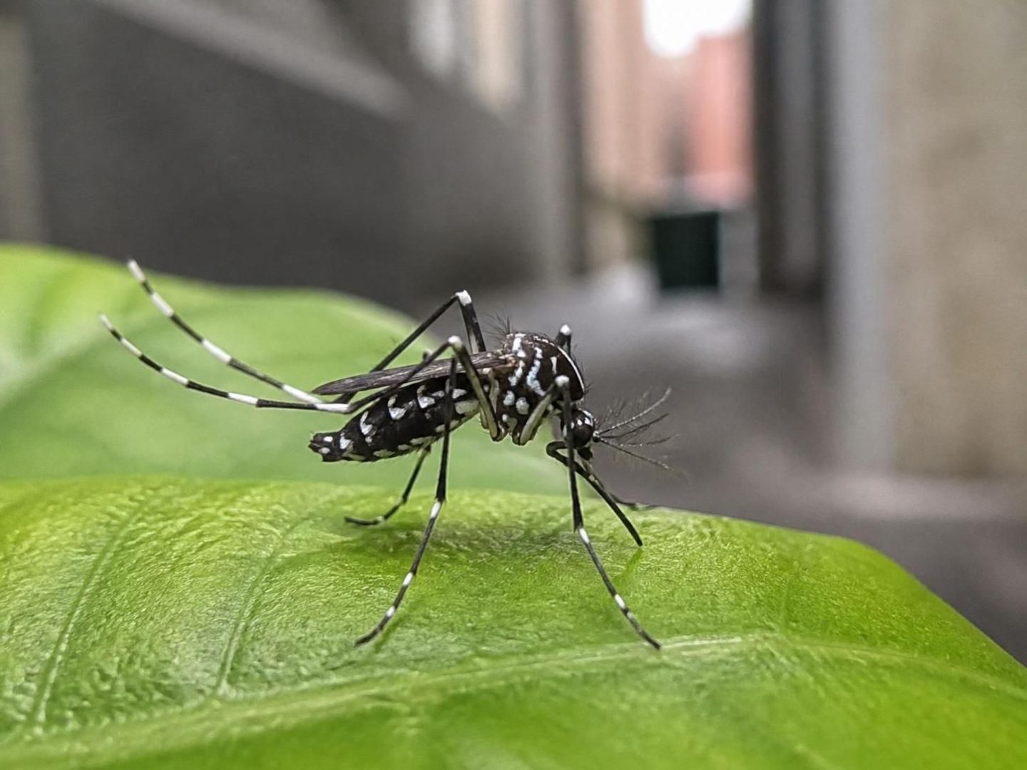 découvrez comment reconnaître le moustique tigre et adoptez des mesures efficaces pour limiter sa prolifération et protéger votre environnement.
