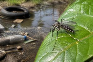 apprenez à identifier le moustique tigre et découvrez des conseils efficaces pour limiter sa prolifération et protéger votre environnement.