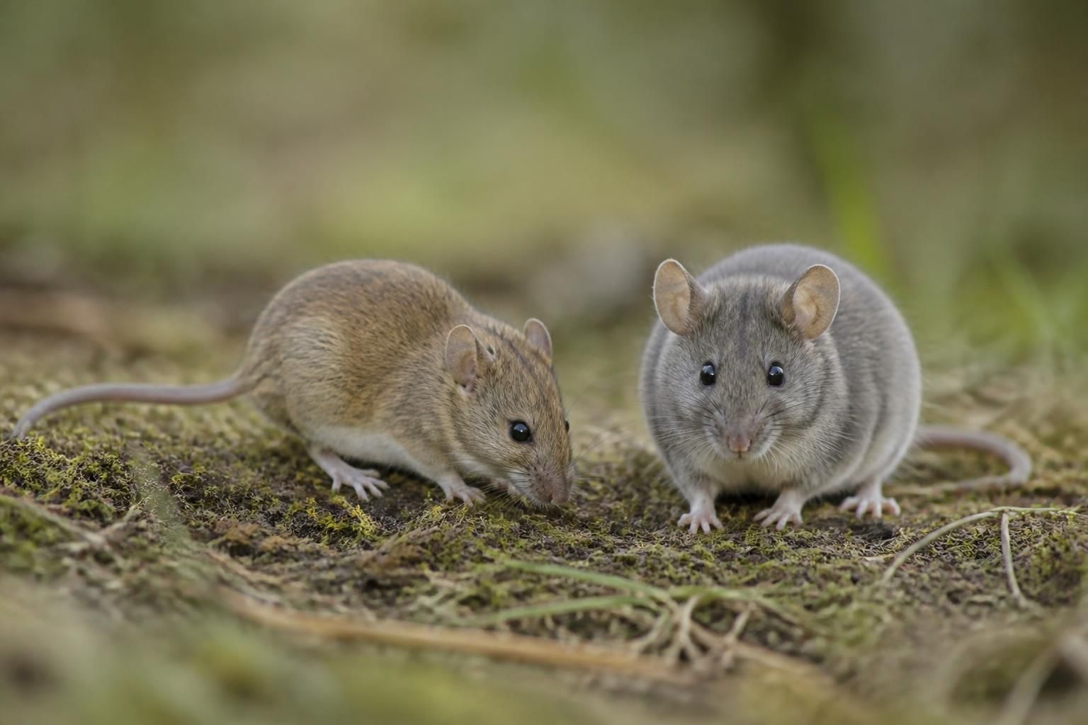 découvrez les différences clés entre un mulot et une souris pour mieux les identifier et comprendre leur comportement.
