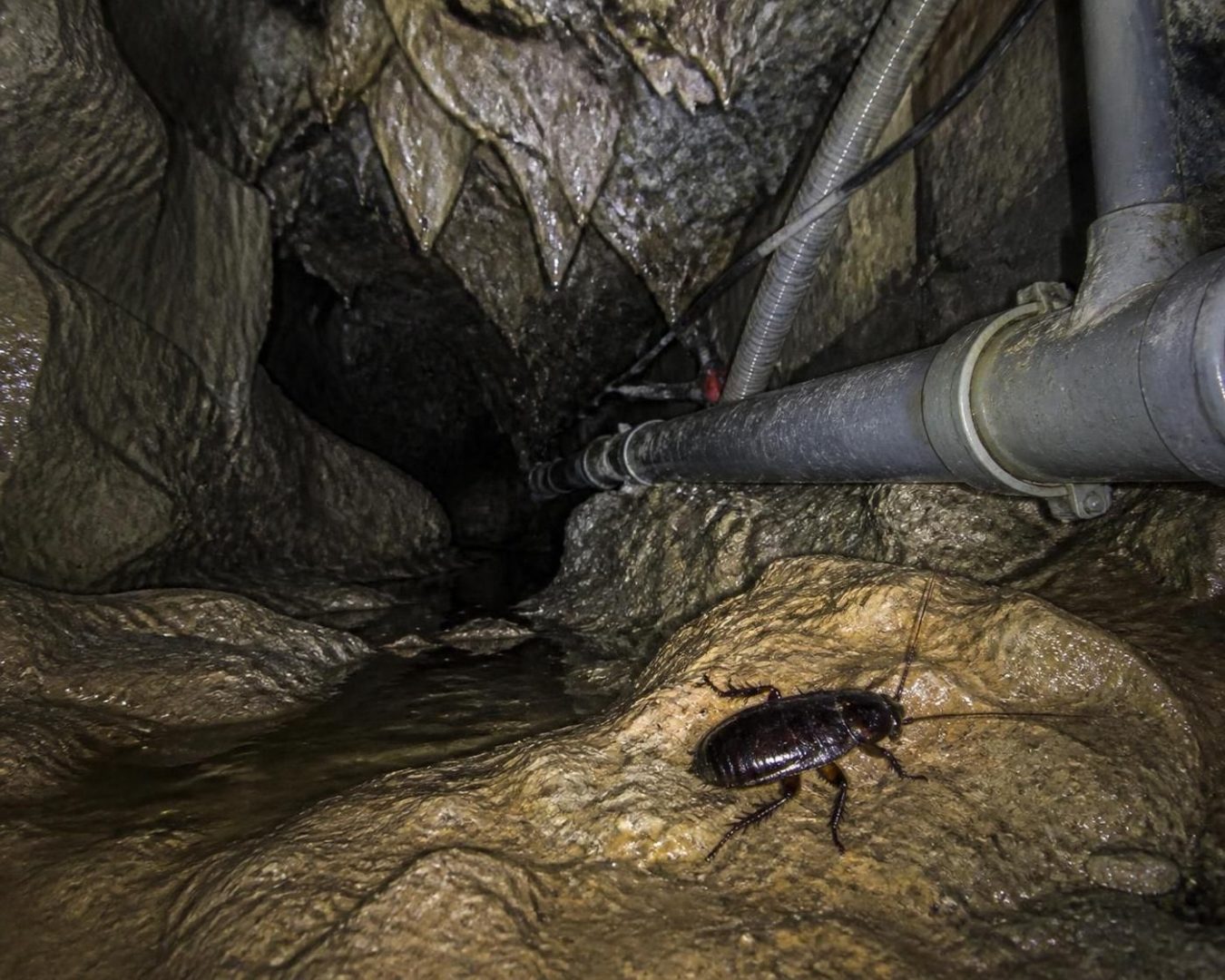 découvrez comment distinguer la blatte germanique de la blatte orientale grâce à nos conseils simples et efficaces pour mieux les reconnaître et agir.