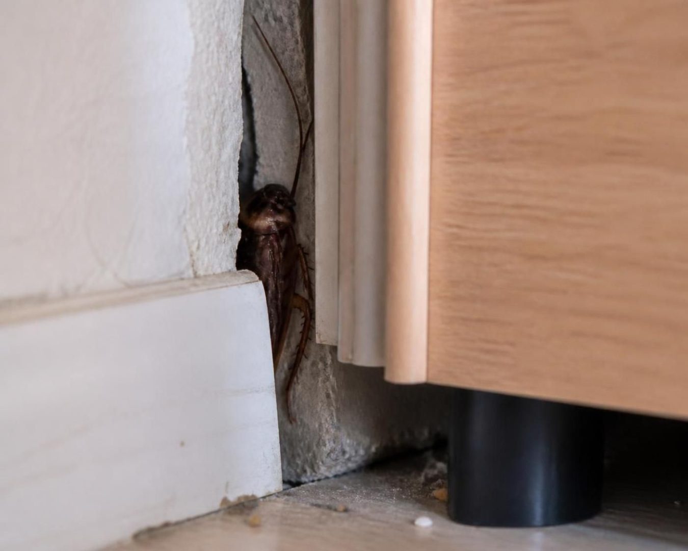 découvrez pourquoi le cafard de maison revient toujours et apprenez les méthodes efficaces pour s'en débarrasser définitivement.