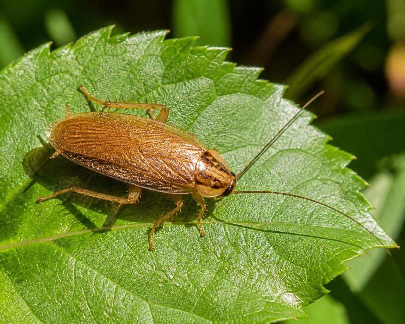 découvrez si la présence d'une blatte de jardin chez vous est préoccupante et apprenez comment réagir face à cet insecte souvent surprenant.