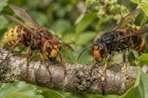 apprenez à distinguer le frelon européen du frelon asiatique grâce à leurs différences physiques, leurs comportements et leurs habitats.