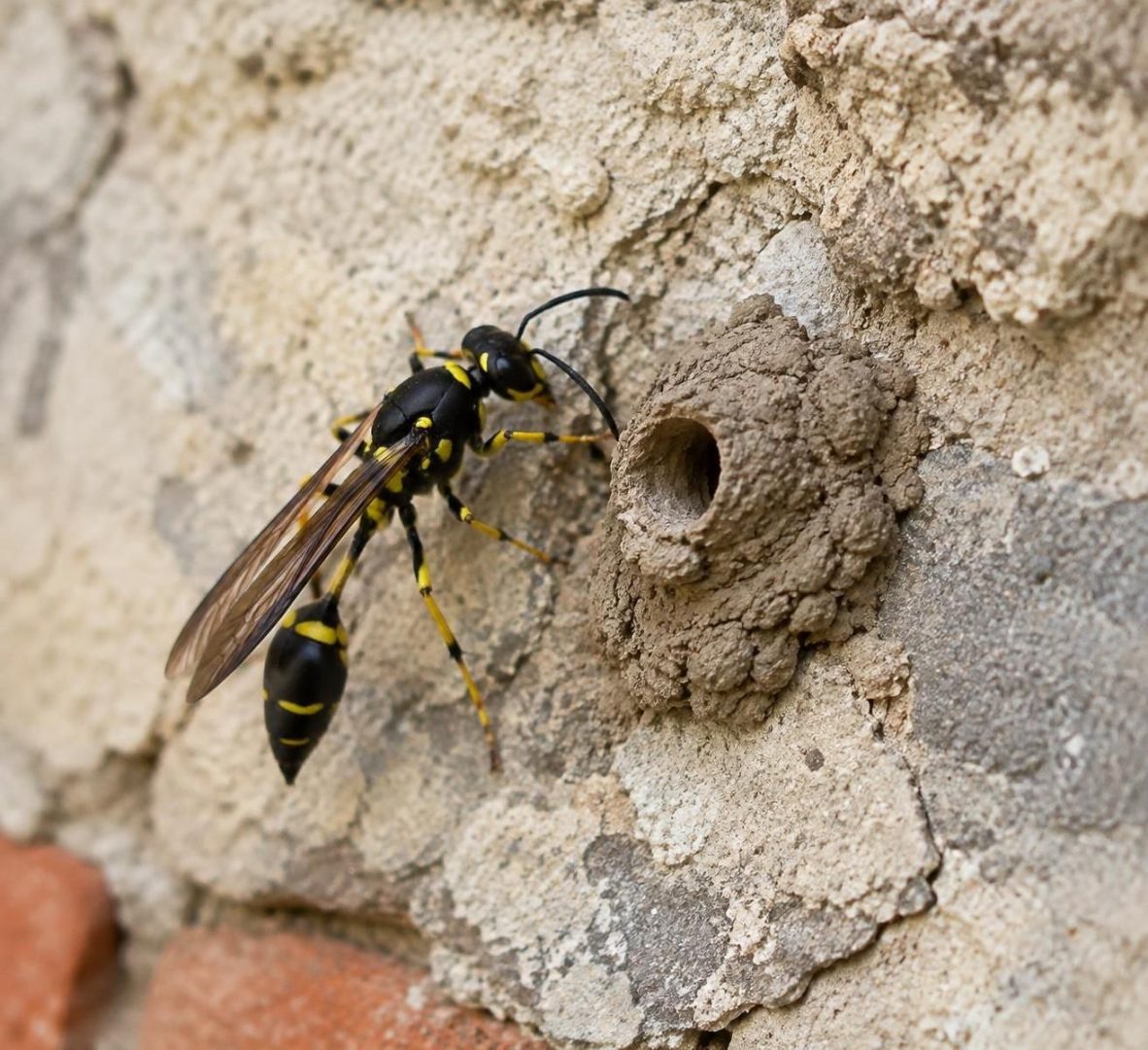 découvrez si la guêpe maçonne est dangereuse pour l’homme, pourquoi elle construit des nids en terre et comment réagir en sa présence.